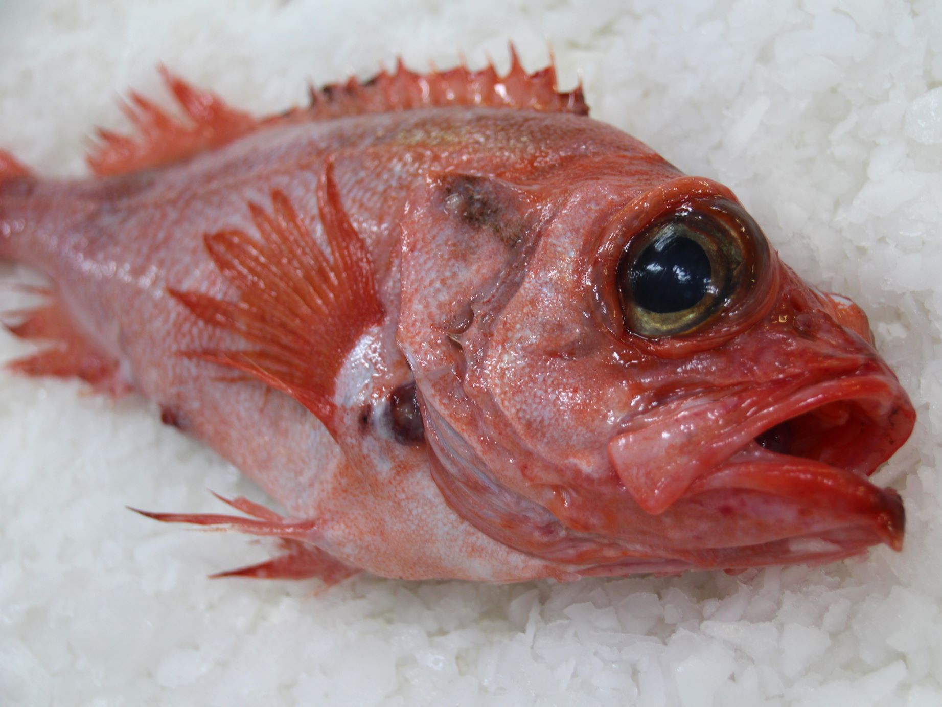 An adult redfish on ice.