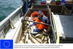 Für die Wissenschaft an Bord deutscher Fischkutter: Fangbeprobung auf der Ostsee