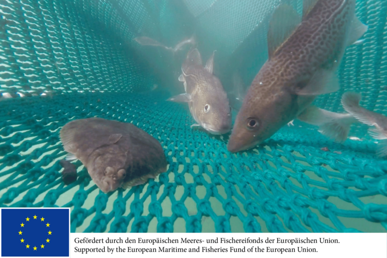 Unterwasser: Scholle und Dorsche gehen ins Netz