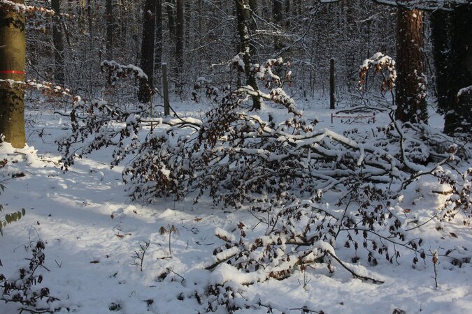 Klicken für eine Vergrösserung Bestand auf der Versuchsfläche im Winter mit Schnee.