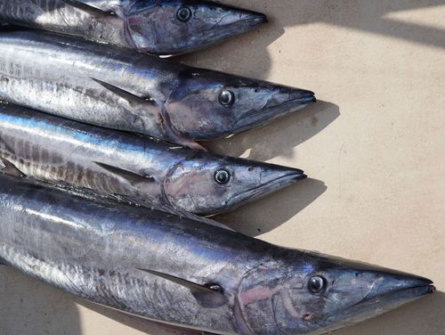 Picture of four blue fishes