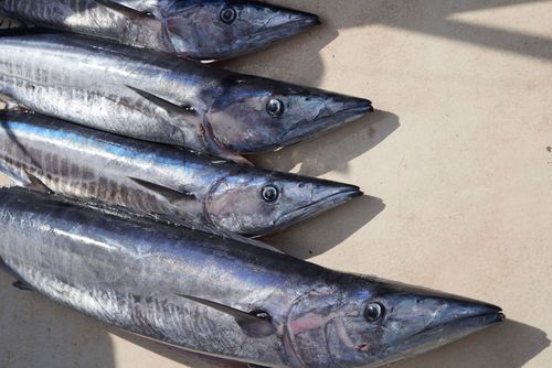 Foto von fünf blau-grauen Fischen auf einem Tisch