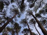 Ein Kiefernbestand von unten fotografiert auf der Versuchsfläche in der Schorfheide.