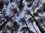 Ein Kiefernbestand von unten fotografiert auf der Versuchsfläche in der Schorfheide.