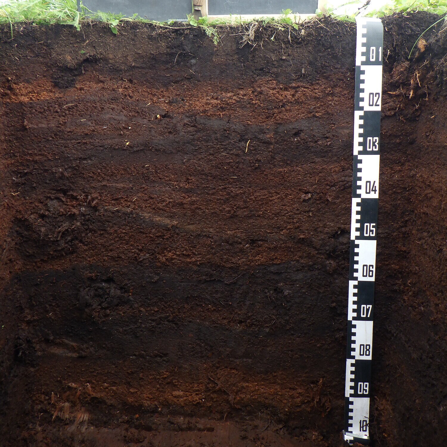 Moorböden enthalten viel Organik und sind deshalb dunkel gefärbt. Ein sehr dunkelbrauner Boden mit einem Maßband.