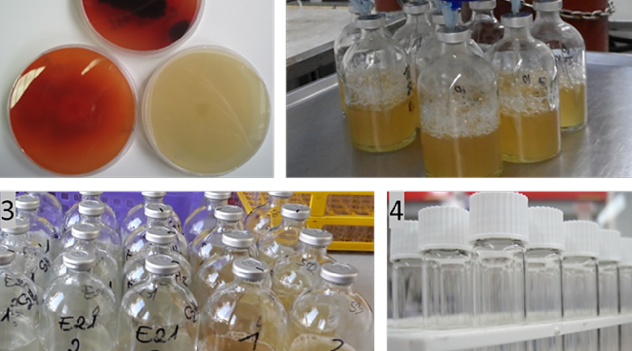 Impressions from the laboratory work: 1. Agar overgrown with pure fungal culture, 2. Experimental vessels with fungal hyphae in liquid medium are purged O2-free, 3. Experimental vessels with differing in medium types for incubation of fungi, 4. Gas sample