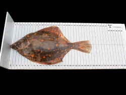 Hat das europäische Fischereimanagement systematisch versagt?