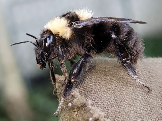 Nahaufnahme einer Hummel auf einem Sück Jute