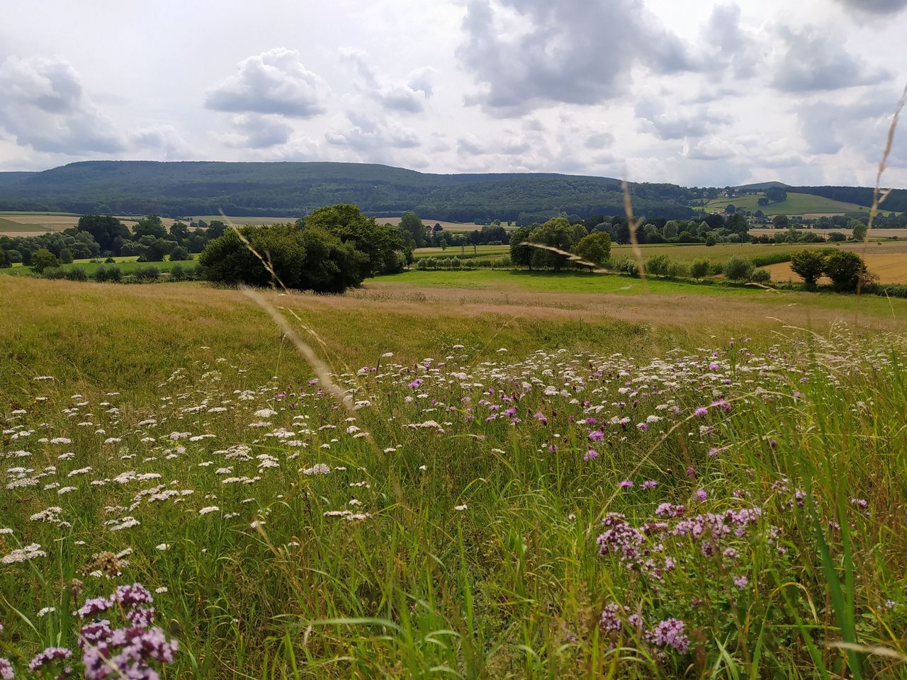 Vielfältige Agrarlandschaft mit artenreichem Grünland und diversem Ackerbau mit reichen Saumstrukturen