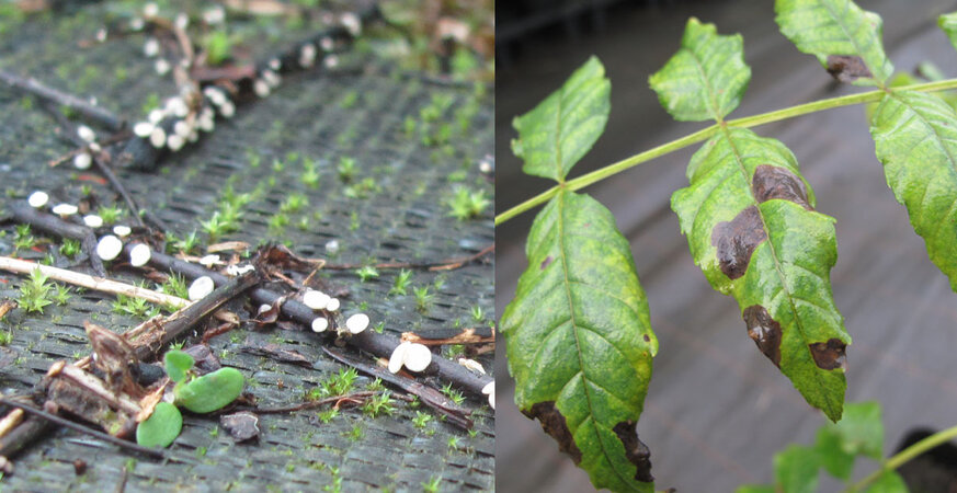 Klicken für eine Vergrösserung Diese Abbildung besteht aus zwei Teilbildern. Links ist ein vergrößerter Abschnitt einer Eschen-Blattspindel auf dem Boden zu sehen. Die Blattspindel ist komplett schwarz gefärbt. Auf ihr wachsen kleine weiße Pilze. Rechts ist ein Ausschnitt eines Eschenblattes zu sehen. Die Fiederblätter sind grün und zeigen vereinzelt größere schwarze Flecken.