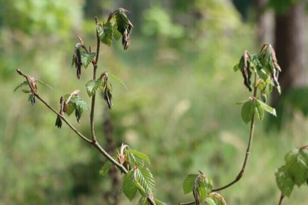 Spätfrostschäden an einer jungen Buche. Spätfrostschäden an einer jungen Buche.