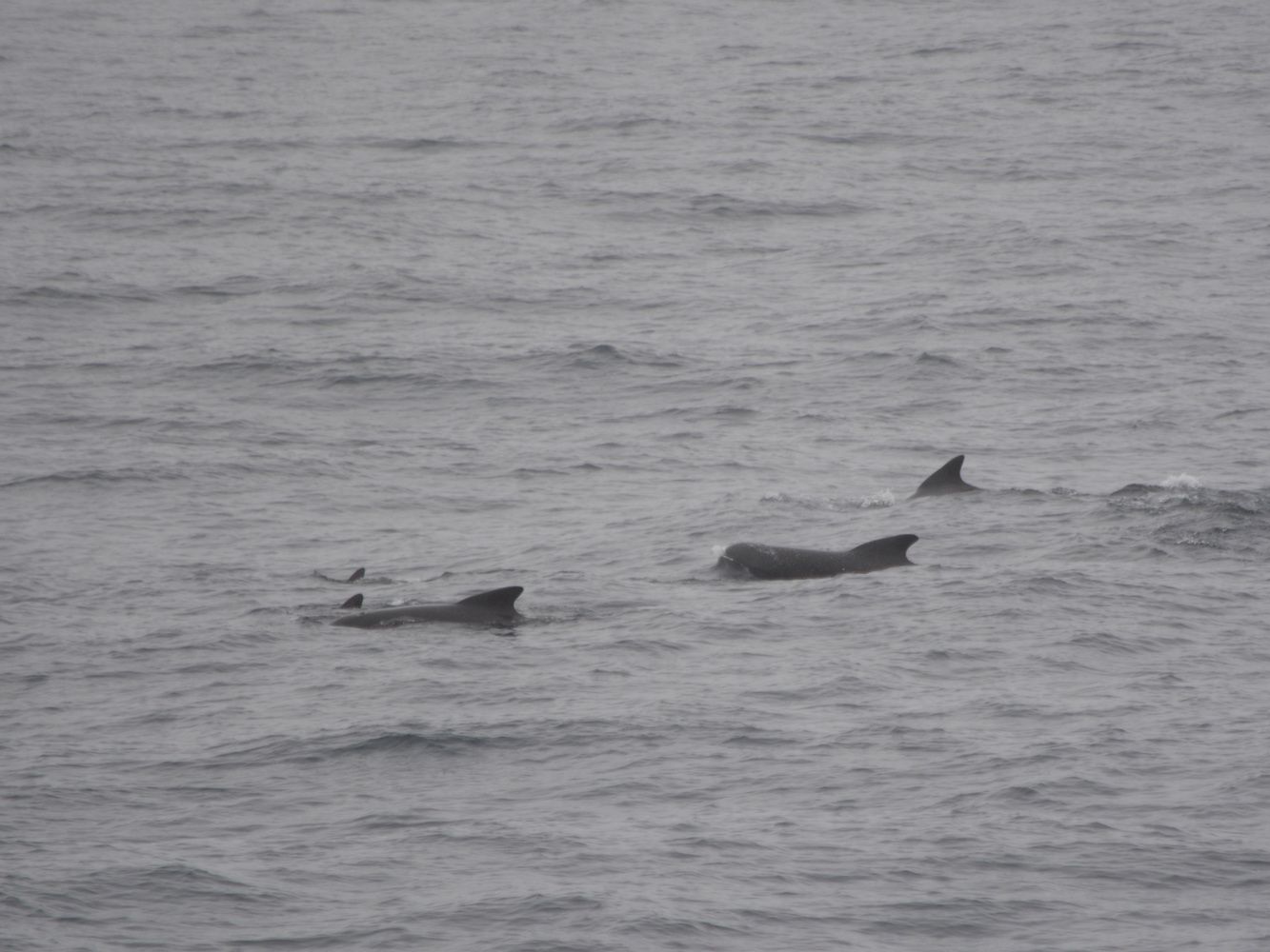 Whales are often spotted during the survey.