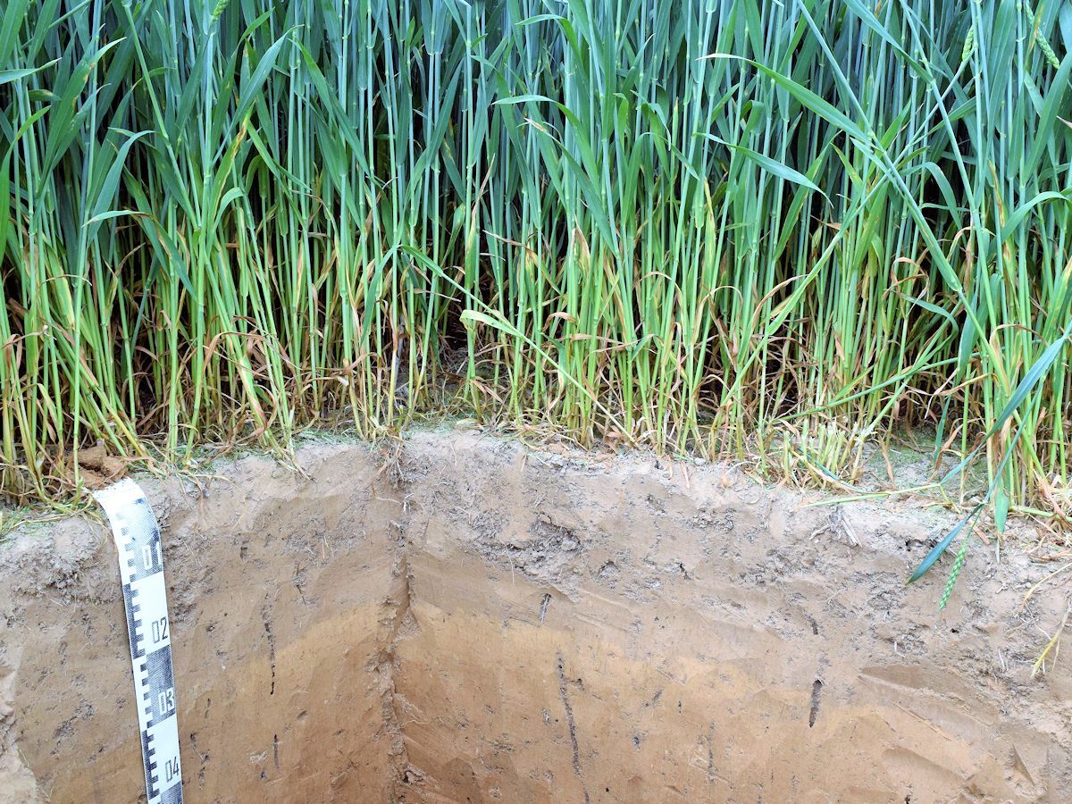 Der Unterboden beginnt in der Regel in 30cm Tiefe, nämlich dort, wo die Bodenbearbeitung endet. Diese Studie zeigt, dass auch der Unterboden durch landwirtschaftliches Management beeinflusst ist und daher bei der Bestimmung der Veränderungen im organischen Bodenkohlenstoffvorrat miteinbezogen werden muss.