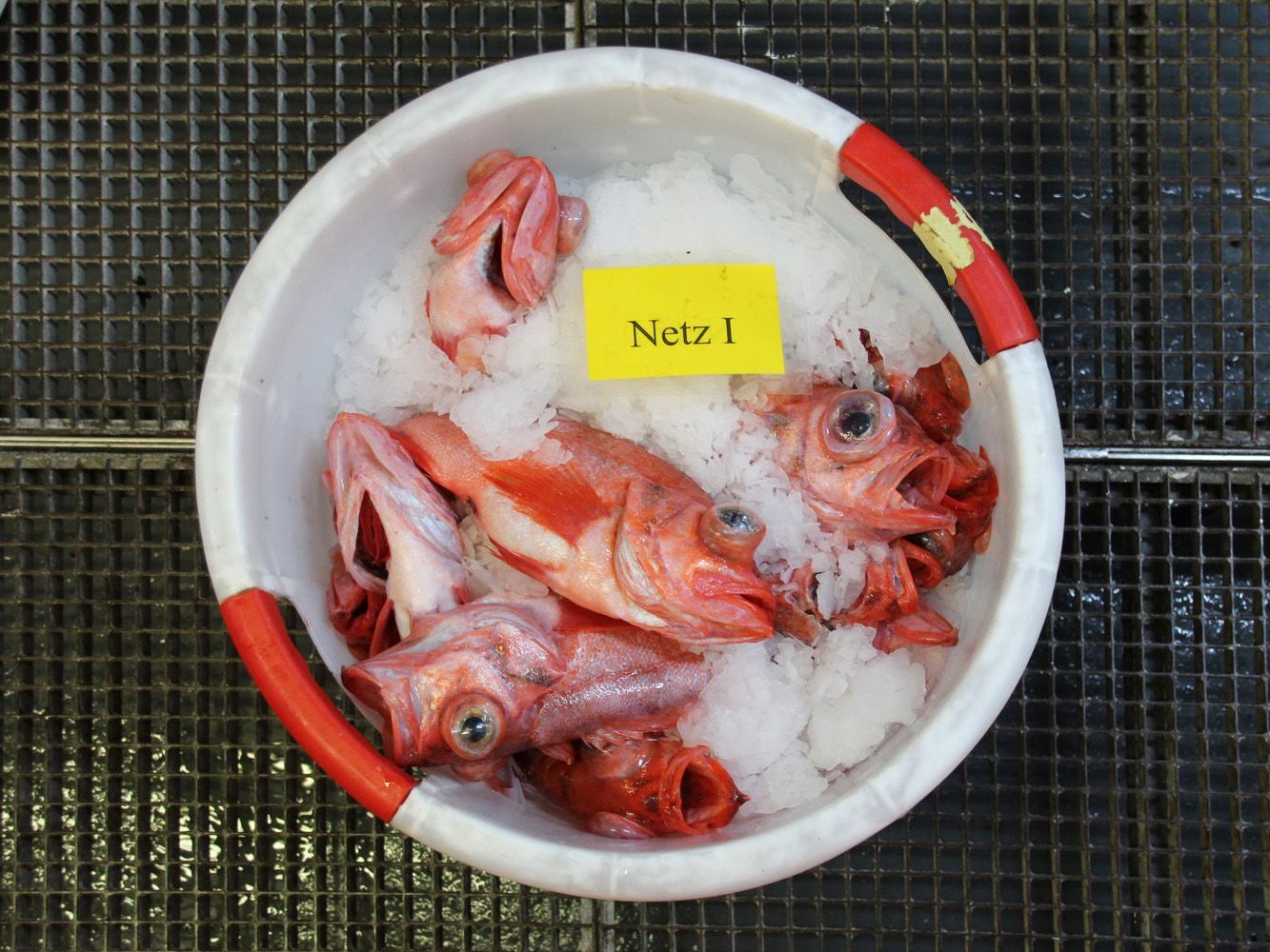 The caught redfish are cooled with ice in a basket.