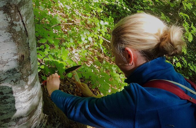 Klicken für eine Vergrösserung Eine junge Frau nimmt für ein Forschungsprojekt mit einem Locheisen eine Kambiumprobe an einer Buche.