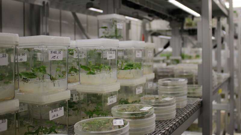 Klicken für eine Vergrösserung In einem Regal aus Metall stehen unterschiedliche Kulturgefäße, darunter Becher mit viereckiger Grundfläche und Petrischalen, in denen kleine Pflanzen wachsen. Sie wachsen auf einem Nährboden