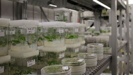 In einem Regal aus Metall stehen unterschiedliche Kulturgefäße, darunter Becher mit viereckiger Grundfläche und Petrischalen, in denen kleine Pflanzen wachsen. Sie wachsen auf einem Nährboden