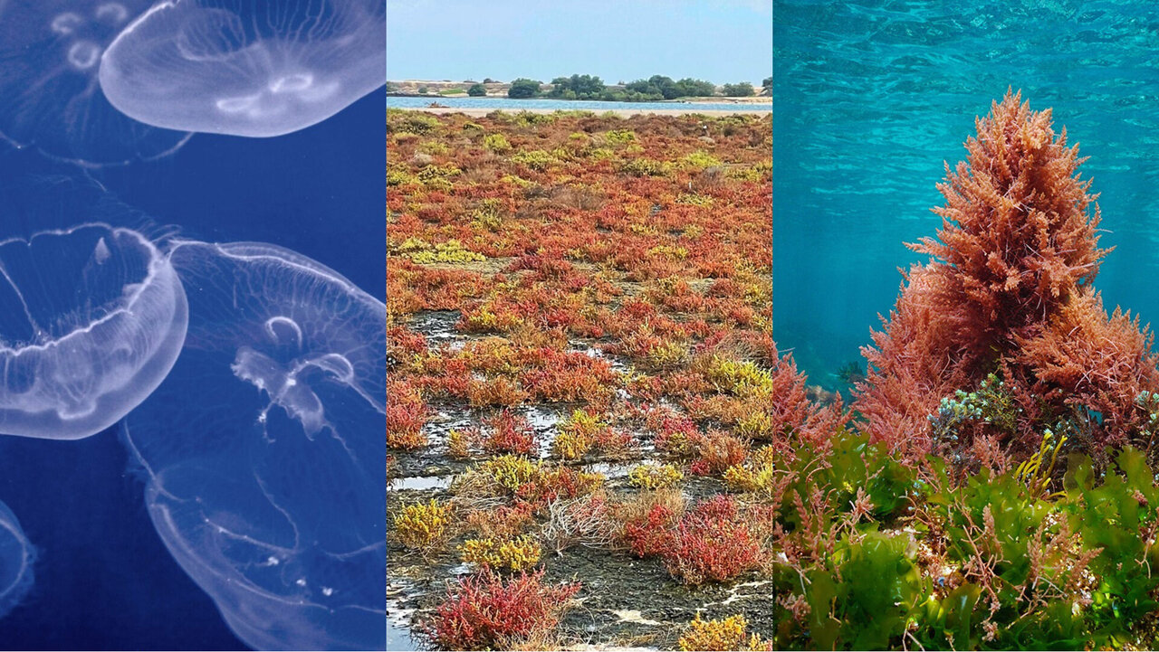 Main organisms studied in the food4future2 Project