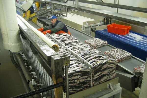 Fischverarbeitungsfabrik unter Deck: In Hochseetrawlern wird der gefangene Fisch direkt verarbeitet und in Frostern aufbewahrt. Fish processing factory below deck: In deep-sea trawlers, the fish caught is processed directly and stored in freezers.