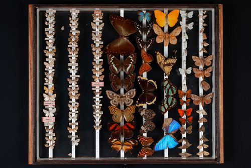 In einem Holzkasten sind verschiedene Schmetterlinge in Reihen auf Nadeln gesteckt.