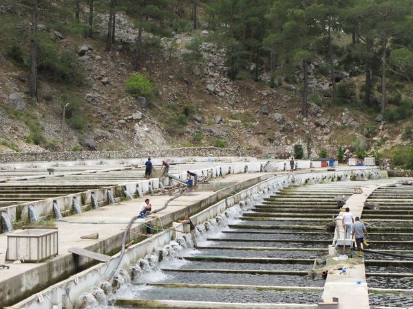 Durchflussanlage zur Aufzucht von Forellen in der Türkei