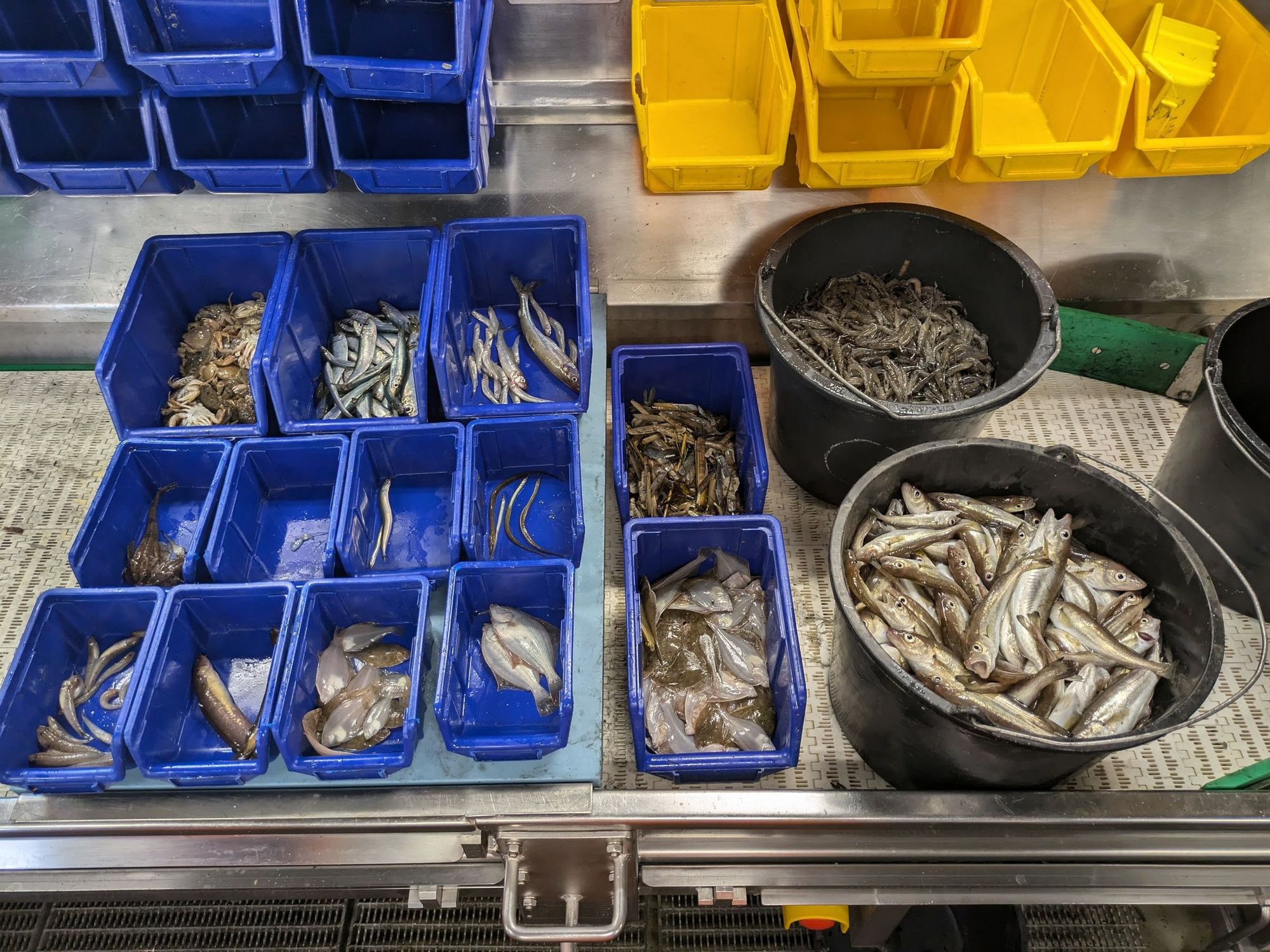 Sortierte Fischarten in blauen Boxen und schwarzen Eimern