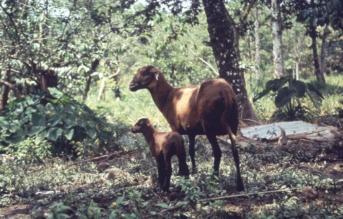 Klicken für eine Vergrösserung