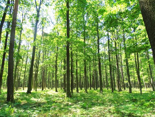 Sessile oak forest in Brandenburg, Germany A 150 year old population of sessile oak in Brandenburg, Germany