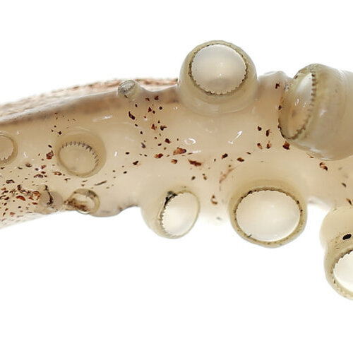 Arm eines Tintenfischs