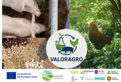 Fotocollage von Schwein, Hühnern, Körnerleguminosen und Getreide Verwertung von landwirtschaftlichen Erzeugungsresten durch Fermentierung zu Schweine- und Geflügelfutter