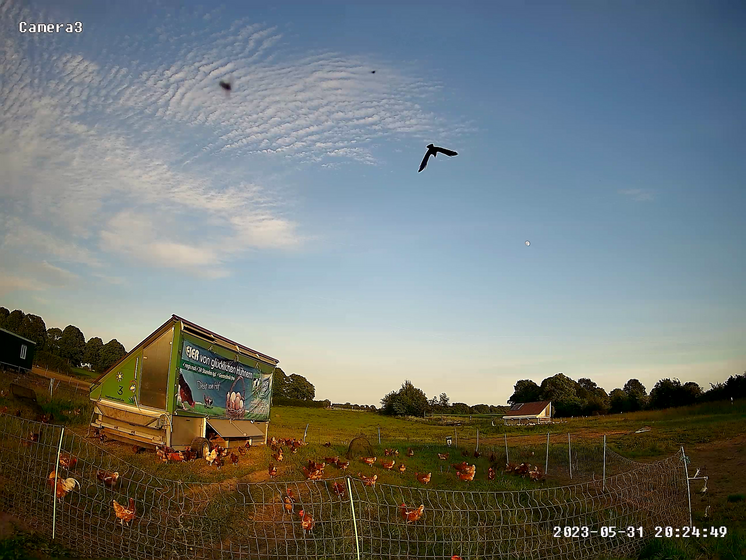 Krähe Krähe am Himmel über Hühnerschar im Auslauf