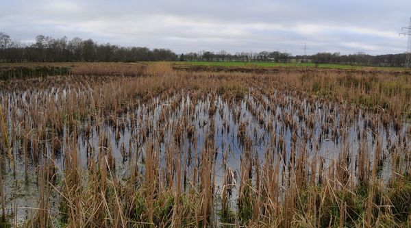 Bewirtschaftetes Moor unter Paludikultur mit Rohrkolben, Bäume im Hintergrund