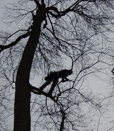 Klicken für eine Vergrösserung Diese Abbildung zeigt von unten in die Krone eines großen Baums in vegetationsruhe. Ein Mensch steht in dieser Krone und ist durch Kletterseile gesichert. Diese Person ist dabei mit einer Klappsäge einen kleinen Ast abzusägen.