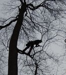 Abbildung 5 Pfropfreiserernte bei Esche mit Seilklettertechnik Diese Abbildung zeigt von unten in die Krone eines großen Baums in vegetationsruhe. Ein Mensch steht in dieser Krone und ist durch Kletterseile gesichert. Diese Person ist dabei mit einer Klappsäge einen kleinen Ast abzusägen.