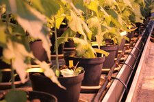 Auf einem Tisch im Gewächshaus stehen in Pflanztöpfen wachsende Pappeln. Neben den Pflanztöpfen verläuft eine Wasserleitung.