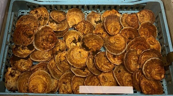 Austern Austern in einem Korb.