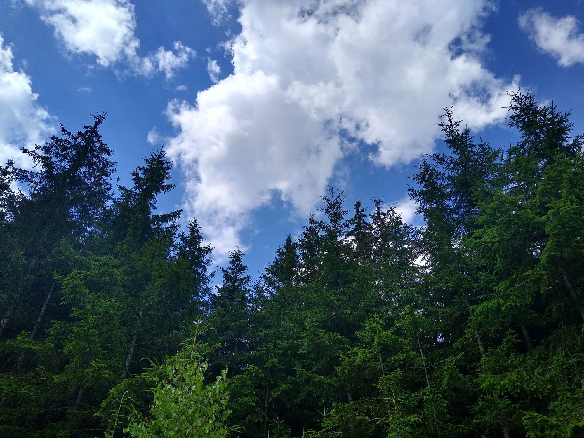 Ein Blick im Wald nach oben mit einem blauen Himmel und weißen Wolken.