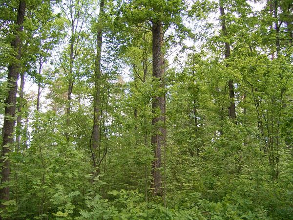 Ansicht eines lichten Eichenwaldes mit dichter Naturverjüngung und artenreichem Unterwuchs.