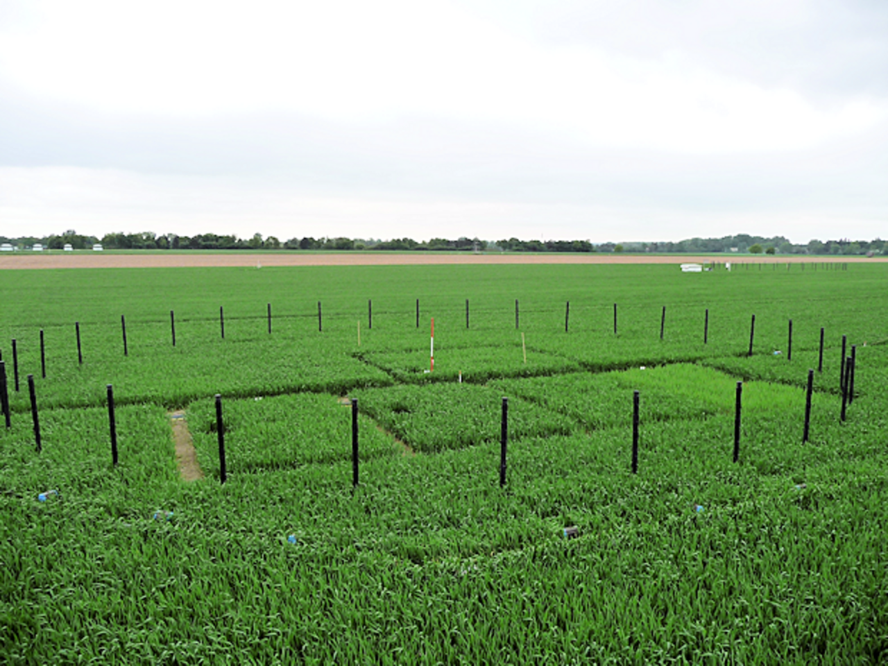 Cultivation of winter wheat under elevated atmospheric CO2 concentration and different nitrogen fertilization