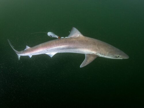 Tope tagged with a satellite transmitter A big female tope (Galeorhinus galeus) swims away after being tagged with a satellite transmitter.