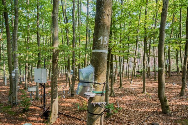 Saftflussmesser an einer jungen Buche Saftflussmesser an einer jungen Buche