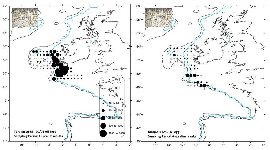 Preliminary results: The distribution of all fish eggs found during both sampling periods. Sea chart with information on the occurrence of all fish eggs counted off the south-west coast of Ireland.