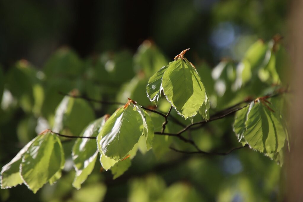 Blattaustrieb an einer Buche. Blattaustrieb an einer Buche.