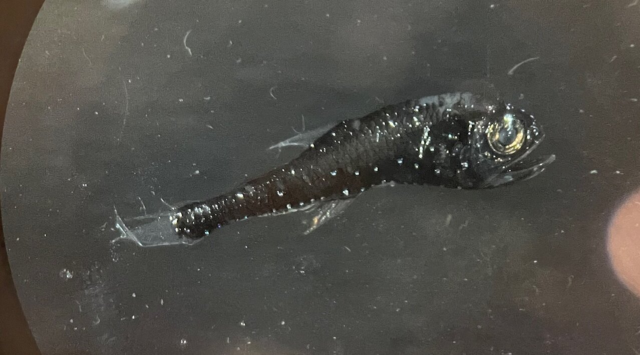 A lanternfish with its luminous organs. Ein Laternenfisch mit seinen Leuchtorganen.