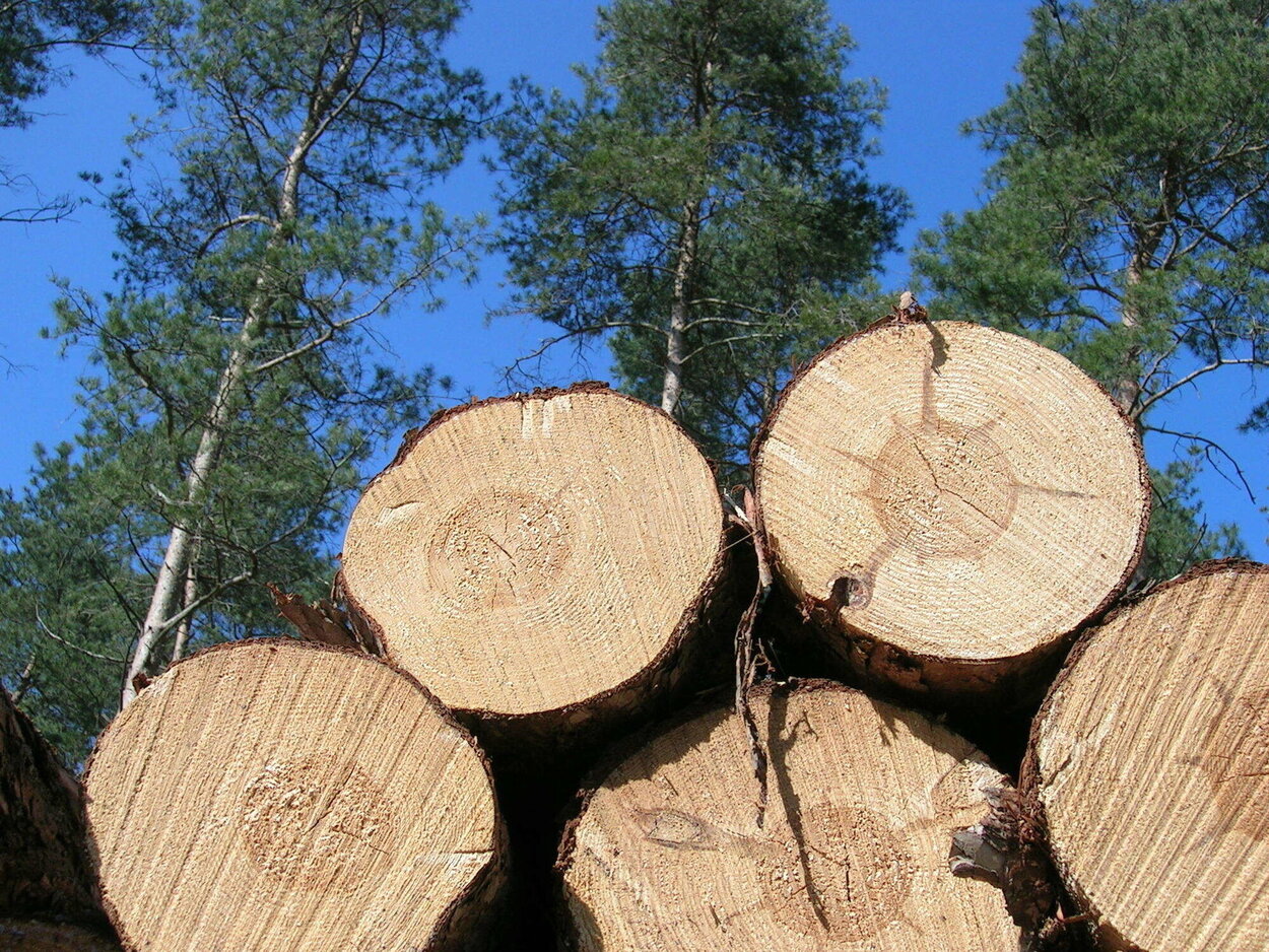 Rundholz zur Nutzung. Nahaufnahme von der Schnittfläche einiger Holzstämme, die gestapelt vor einigen Nadelbäumen und einem blauen Himmel liegen.