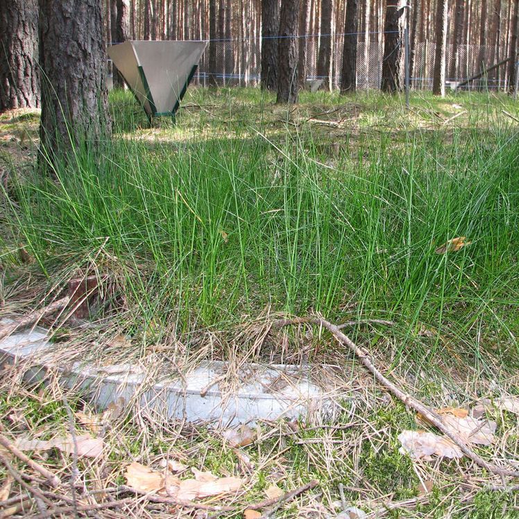 Weighable lysimeter overgrown with grass