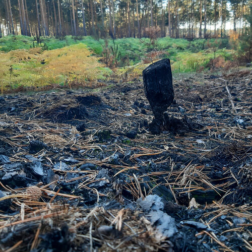 Ein kleiner verkohlter Stumpf steht auf schwarz verbranntem Boden, im Hintergrund Wald.