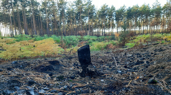 Ein kleiner verkohlter Stumpf steht auf schwarz verbranntem Boden, im Hintergrund Wald.