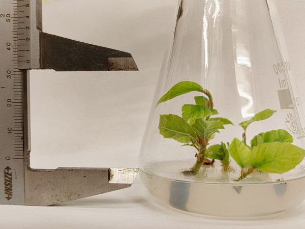 Treasure for research: Beech "bottle babies" in tissue culture.