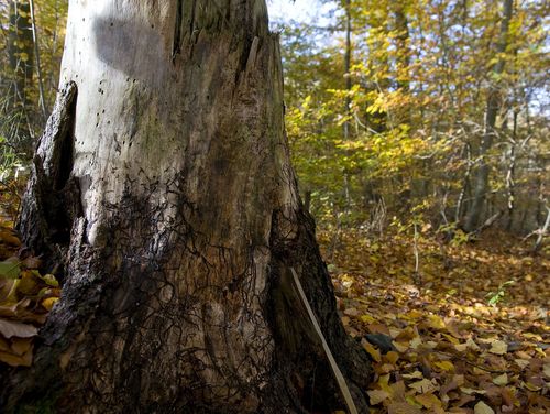 Im vordergrund ist ein toter Baumstumpf zu sehen, dahinter ein laubbedeckter Herbstwald mit jungen Bäumen